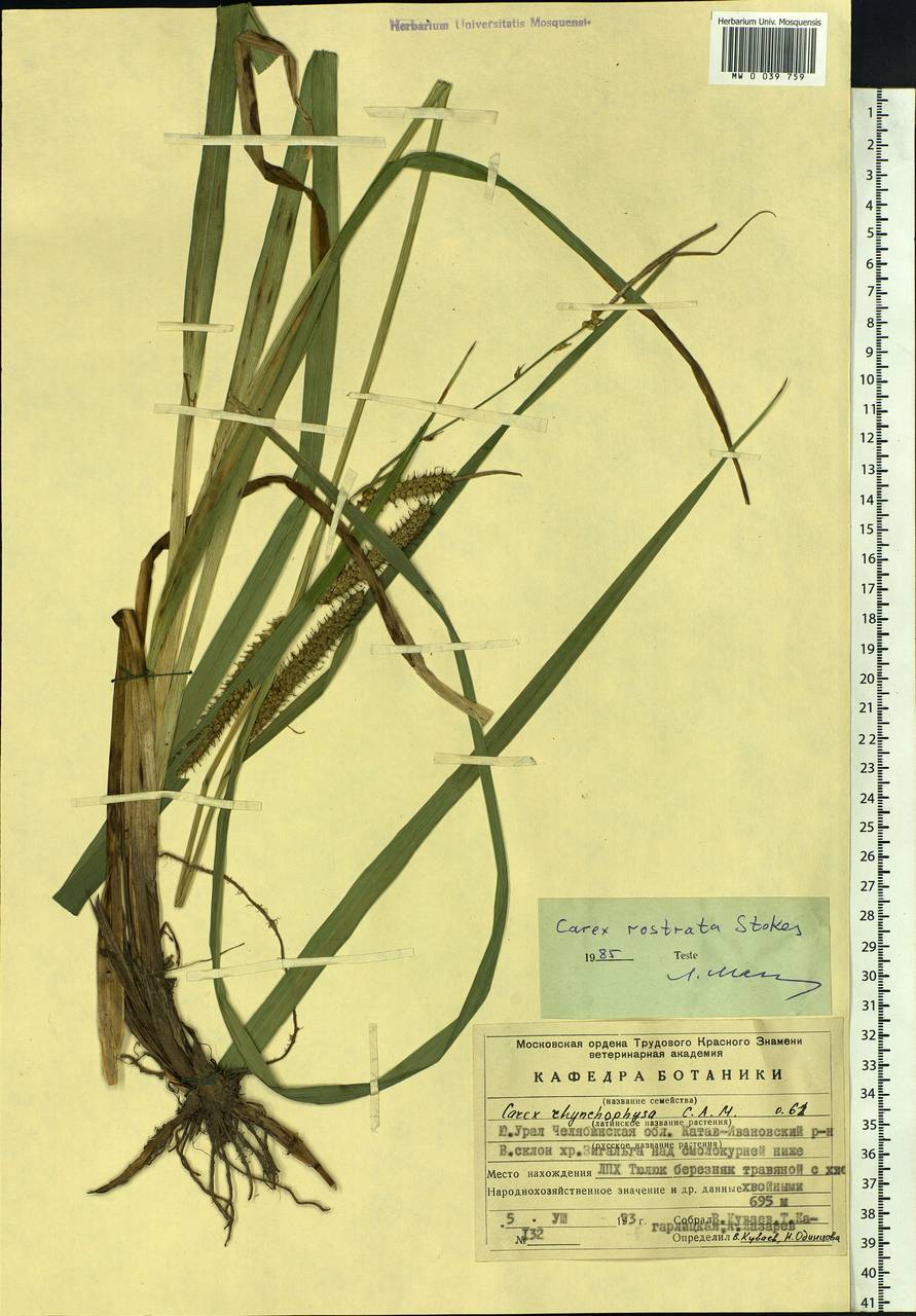 Carex rostrata Stokes , nom. cons., Eastern Europe, Eastern region (E10) (Russia)