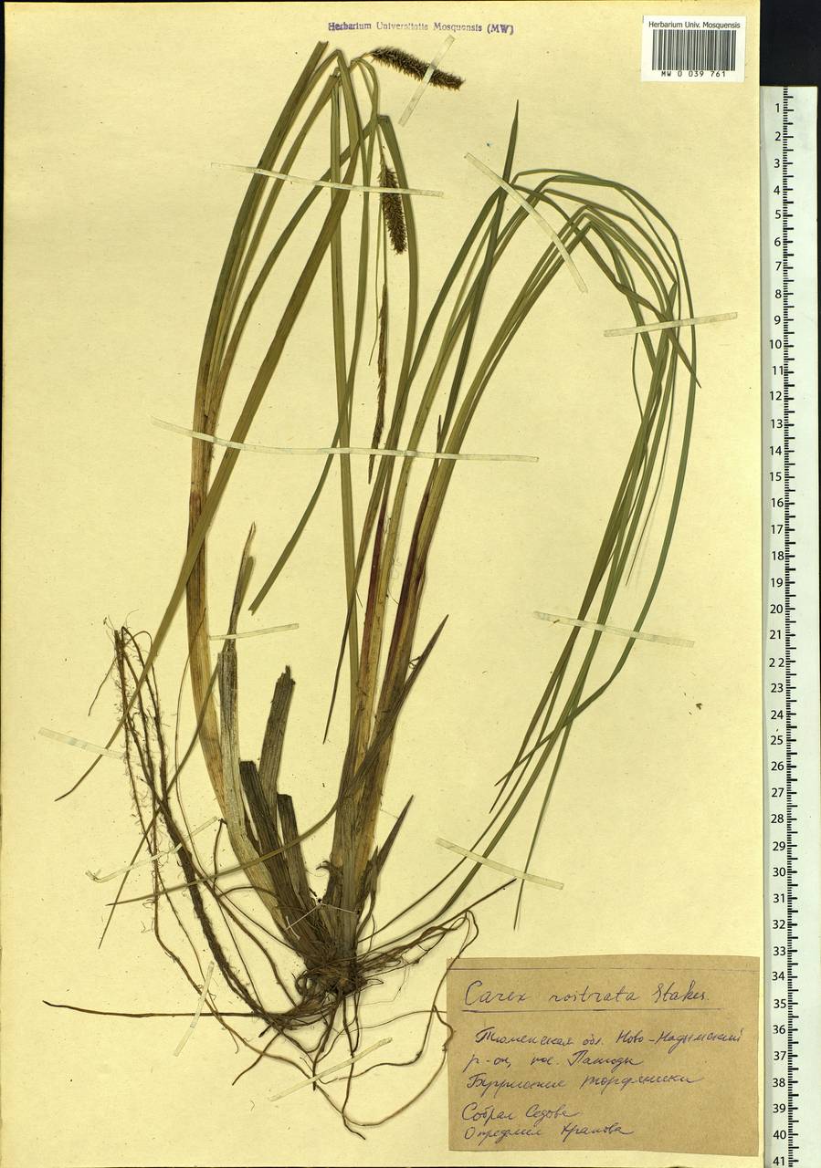 Carex rostrata Stokes , nom. cons., Siberia, Western Siberia (S1) (Russia)