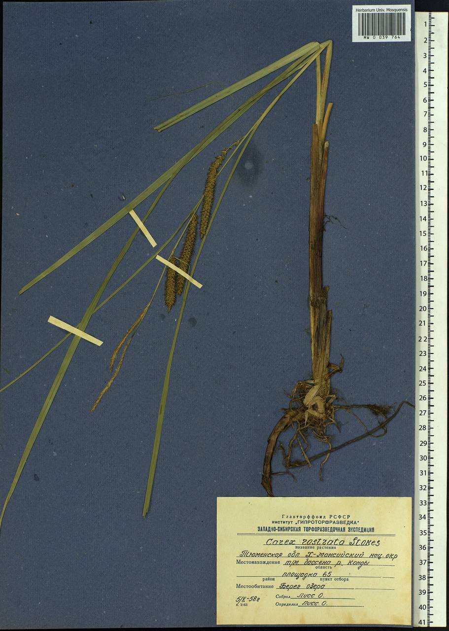 Carex rostrata Stokes , nom. cons., Siberia, Western Siberia (S1) (Russia)