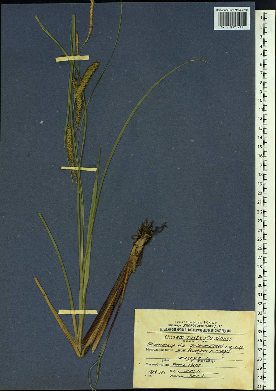 Carex rostrata Stokes , nom. cons., Siberia, Western Siberia (S1) (Russia)