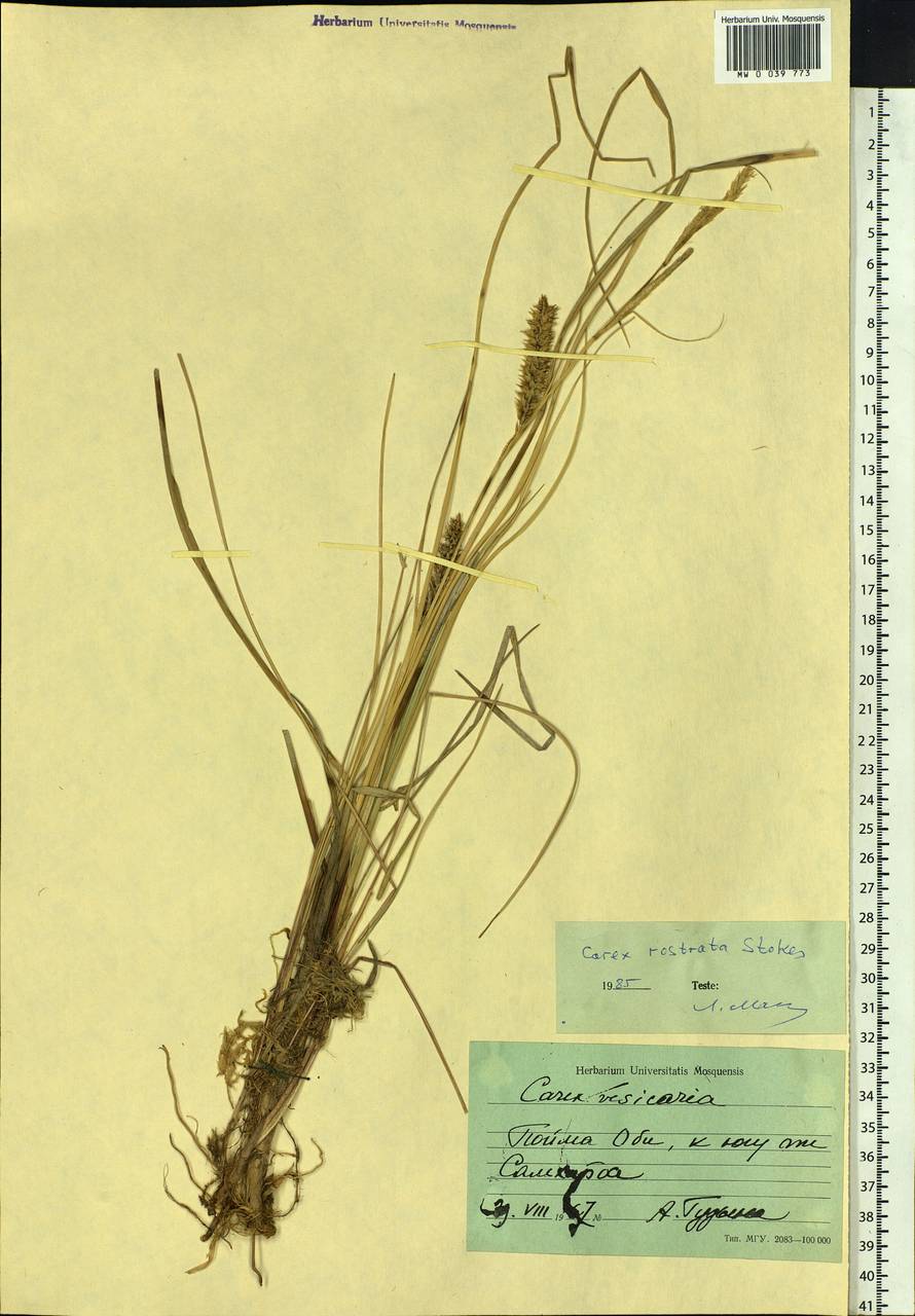 Carex rostrata Stokes , nom. cons., Siberia, Western Siberia (S1) (Russia)