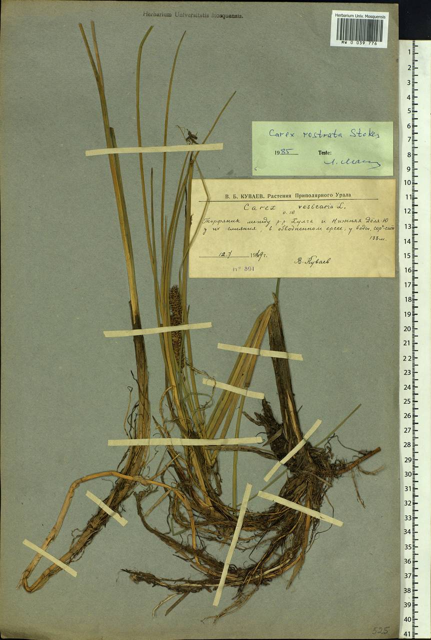 Carex rostrata Stokes , nom. cons., Siberia, Western Siberia (S1) (Russia)