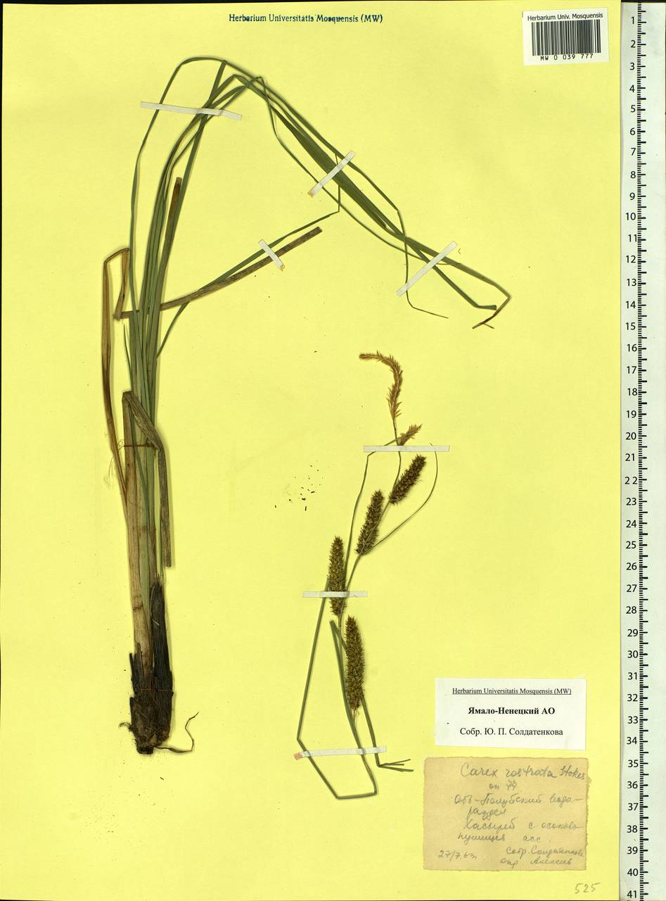 Carex rostrata Stokes , nom. cons., Siberia, Western Siberia (S1) (Russia)