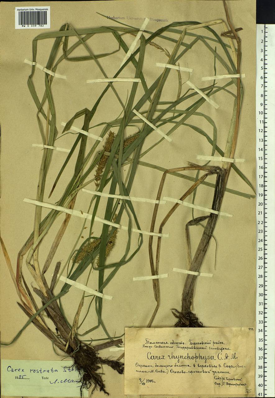 Carex rostrata Stokes , nom. cons., Siberia, Western Siberia (S1) (Russia)