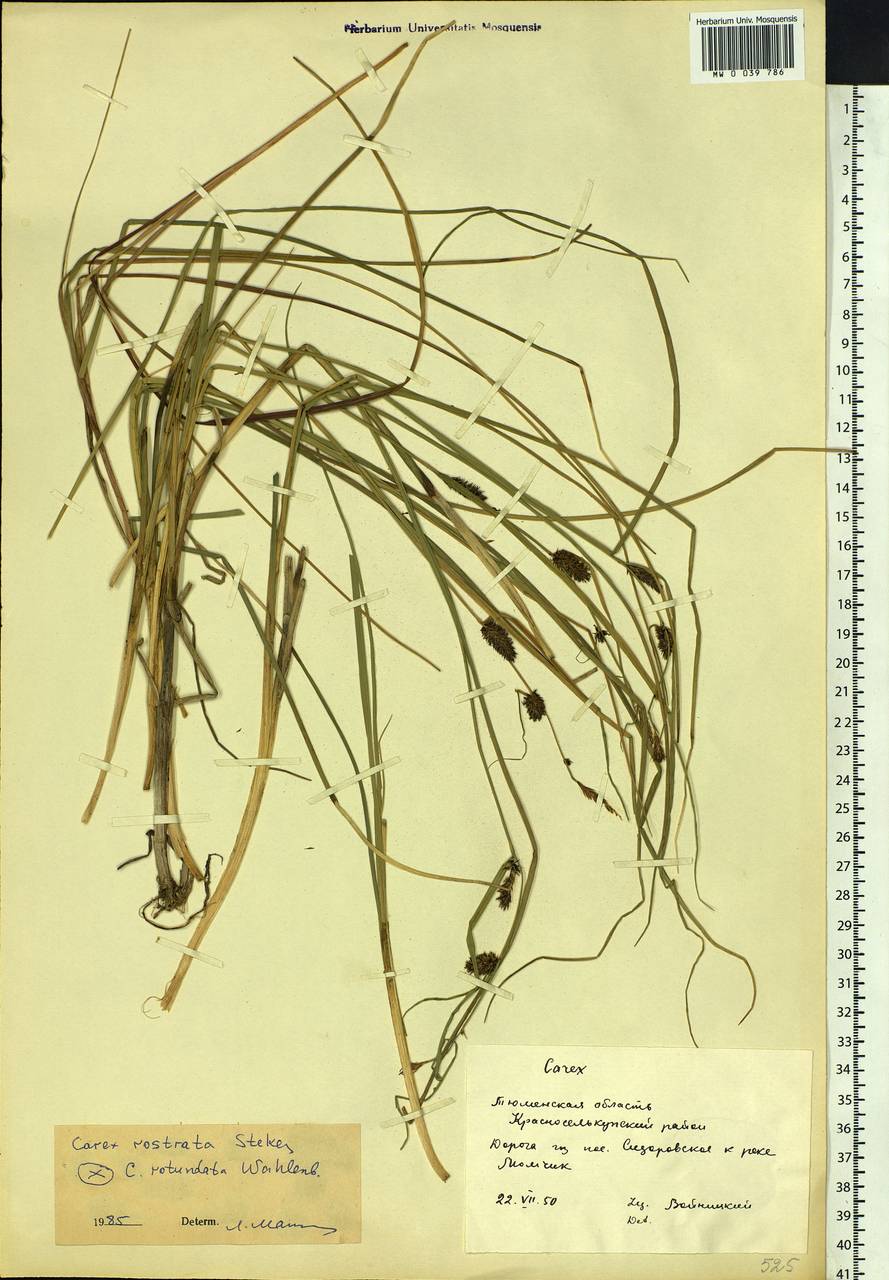 Carex rostrata Stokes , nom. cons., Siberia, Western Siberia (S1) (Russia)