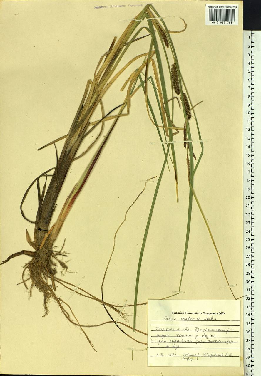 Carex rostrata Stokes , nom. cons., Siberia, Western Siberia (S1) (Russia)
