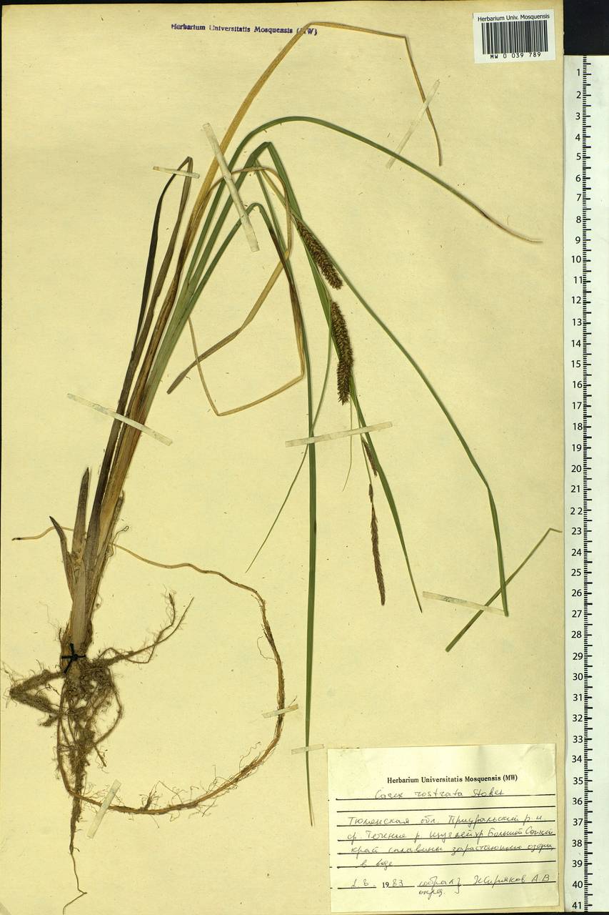 Carex rostrata Stokes , nom. cons., Siberia, Western Siberia (S1) (Russia)