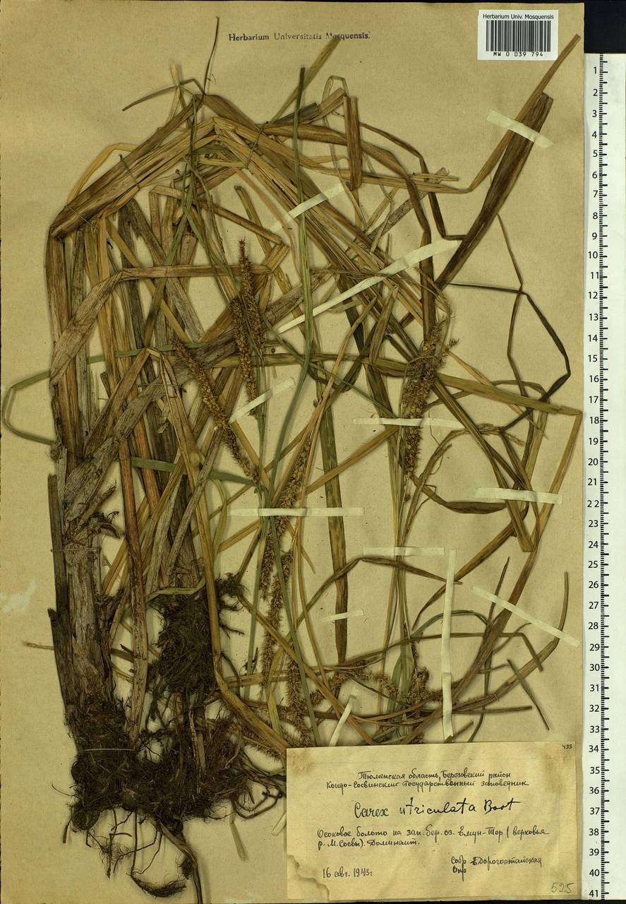 Carex rostrata Stokes , nom. cons., Siberia, Western Siberia (S1) (Russia)