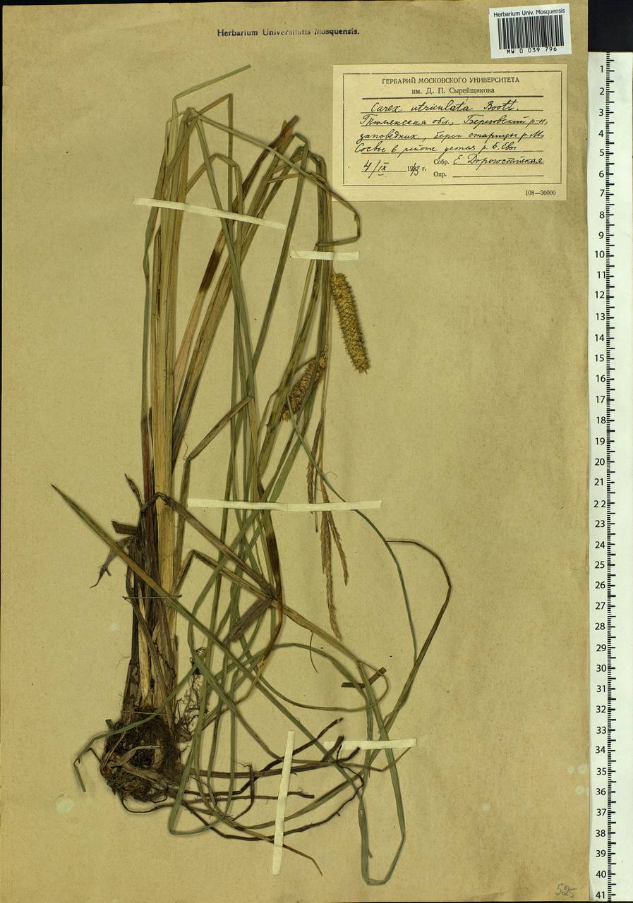 Carex rostrata Stokes , nom. cons., Siberia, Western Siberia (S1) (Russia)