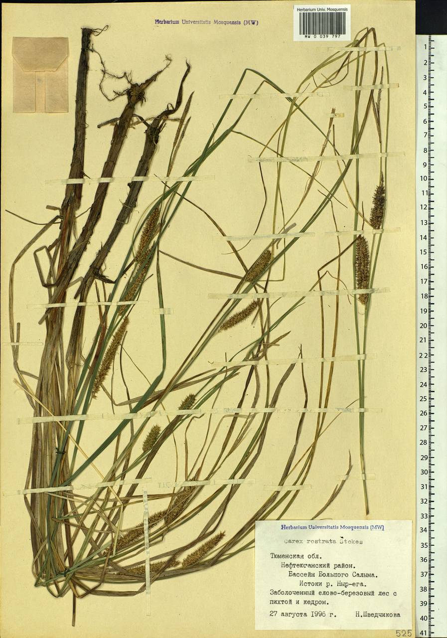 Carex rostrata Stokes , nom. cons., Siberia, Western Siberia (S1) (Russia)