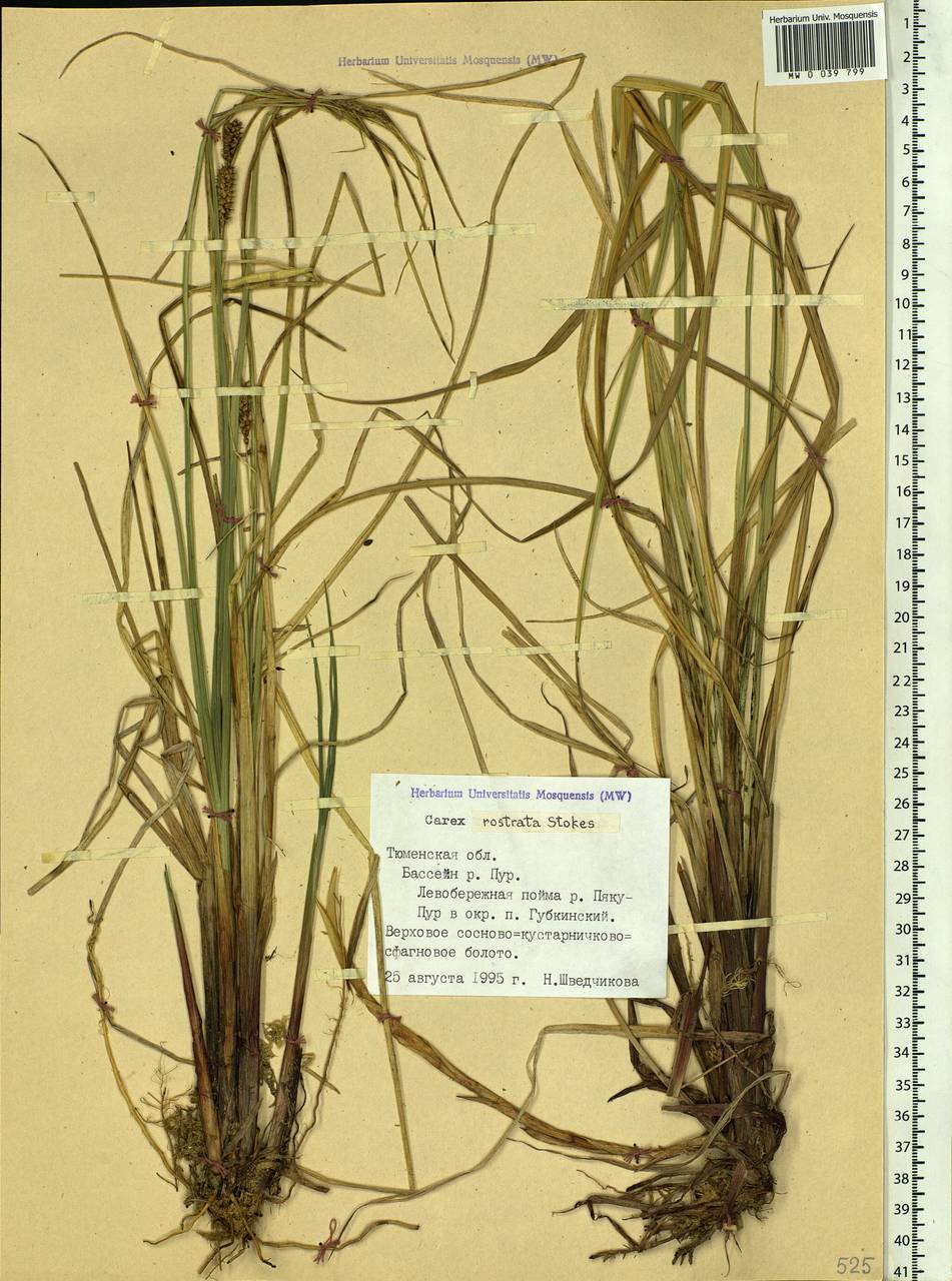 Carex rostrata Stokes, Siberia, Western Siberia (S1) (Russia)