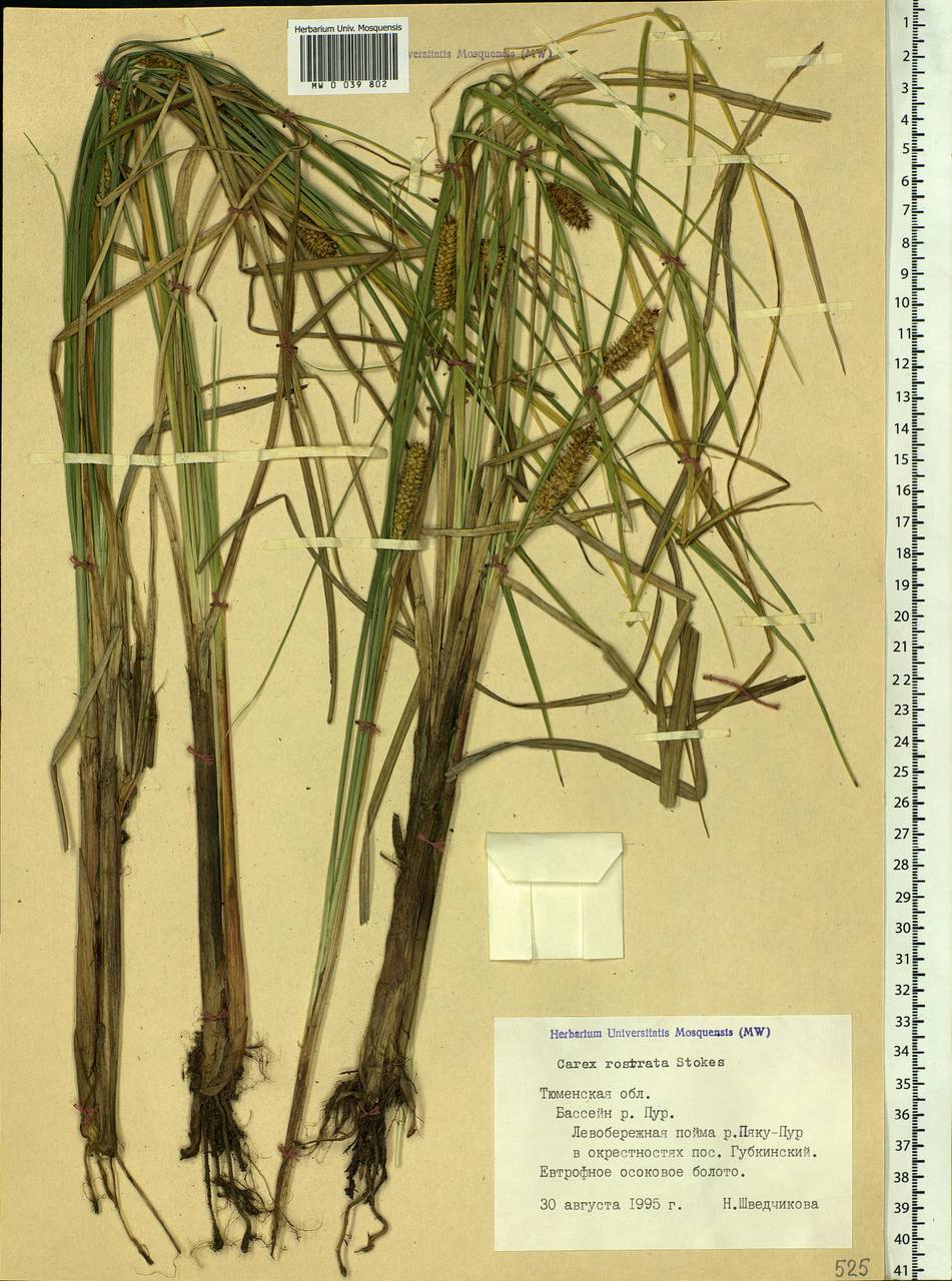 Carex rostrata Stokes , nom. cons., Siberia, Western Siberia (S1) (Russia)