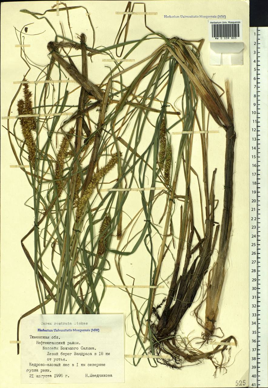 Carex rostrata Stokes , nom. cons., Siberia, Western Siberia (S1) (Russia)