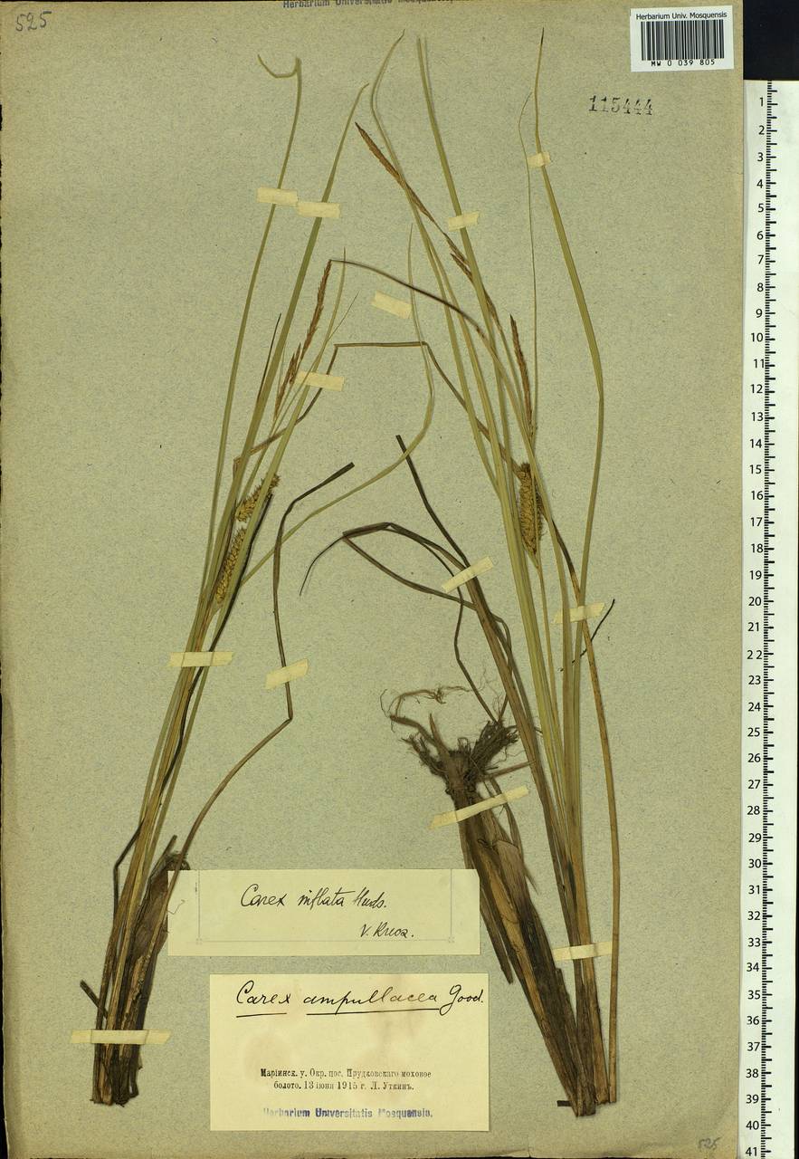 Carex rostrata Stokes , nom. cons., Siberia, Altai & Sayany Mountains (S2) (Russia)