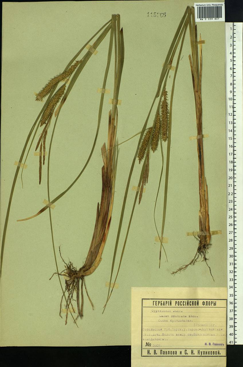 Carex rostrata Stokes , nom. cons., Siberia, Western Siberia (S1) (Russia)