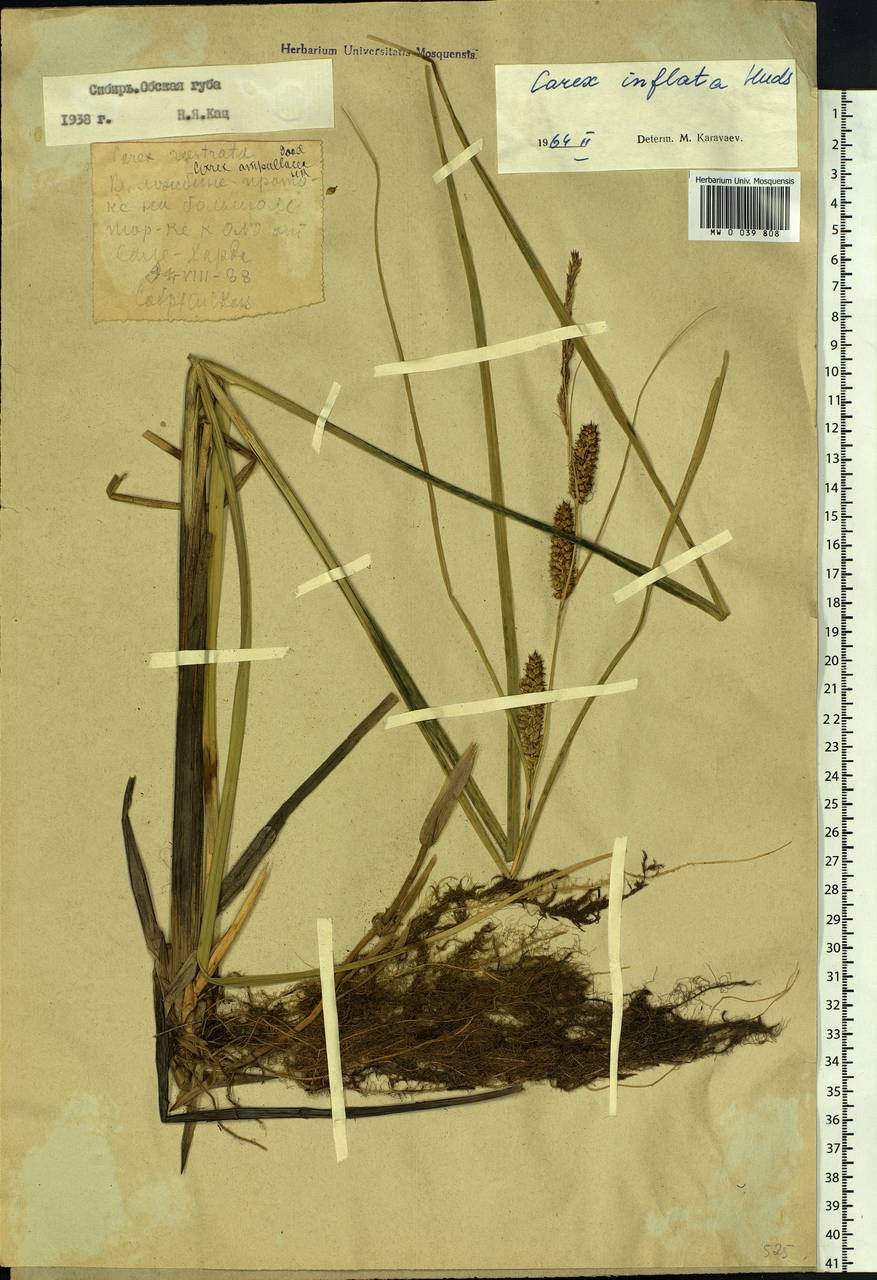 Carex rostrata Stokes , nom. cons., Siberia, Western Siberia (S1) (Russia)