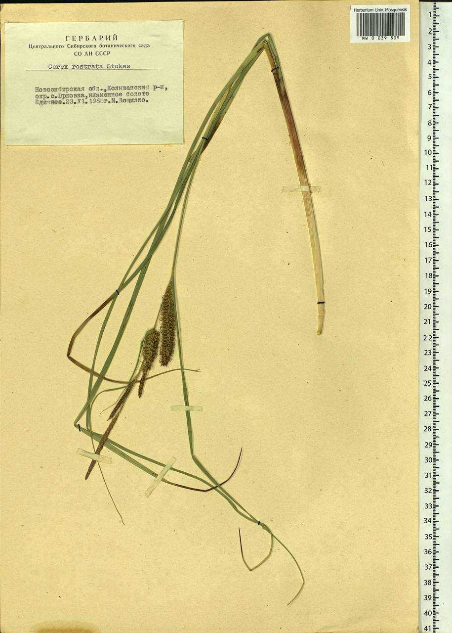 Carex rostrata Stokes , nom. cons., Siberia, Western Siberia (S1) (Russia)