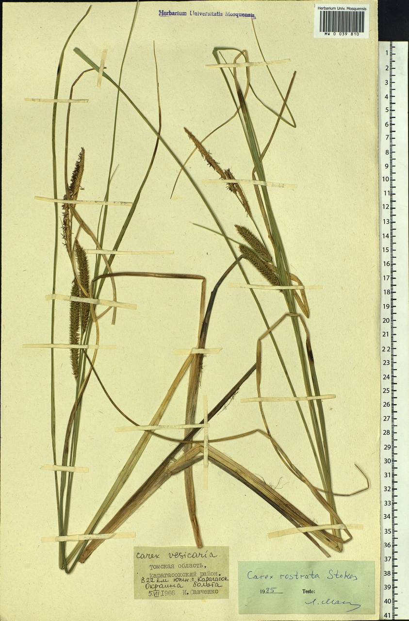 Carex rostrata Stokes , nom. cons., Siberia, Western Siberia (S1) (Russia)