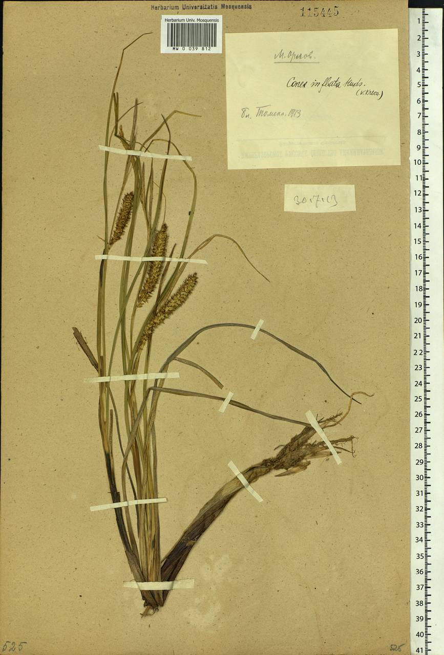 Carex rostrata Stokes , nom. cons., Siberia, Western Siberia (S1) (Russia)