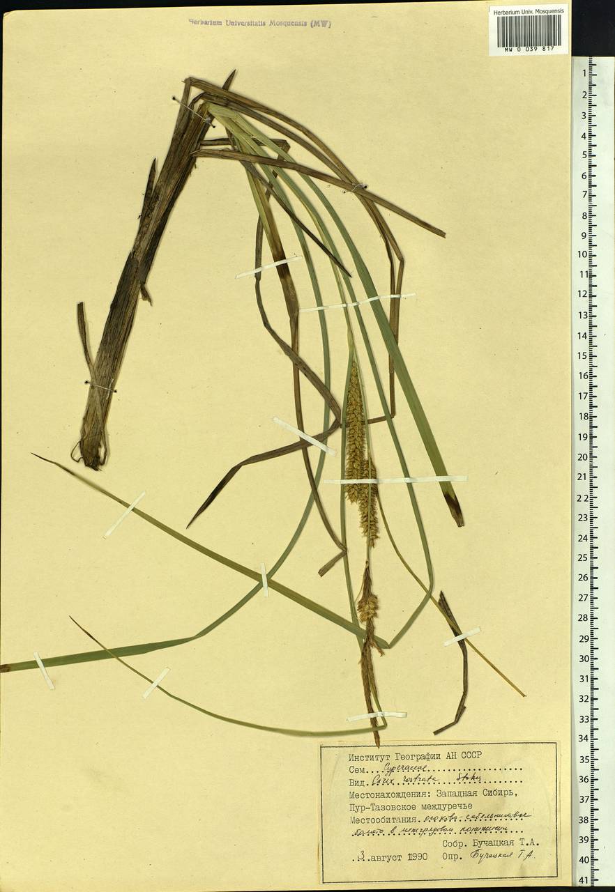 Carex rostrata Stokes , nom. cons., Siberia, Western Siberia (S1) (Russia)