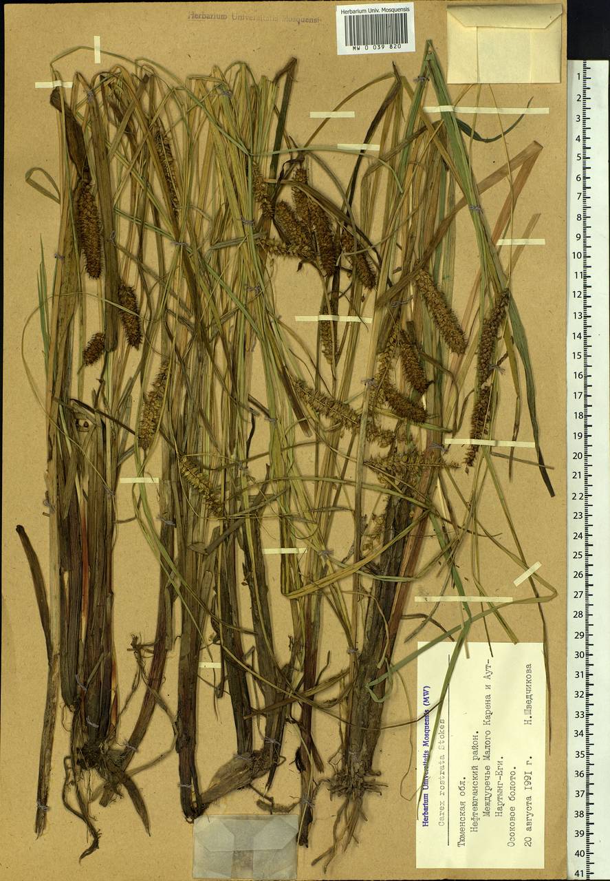 Carex rostrata Stokes , nom. cons., Siberia, Western Siberia (S1) (Russia)