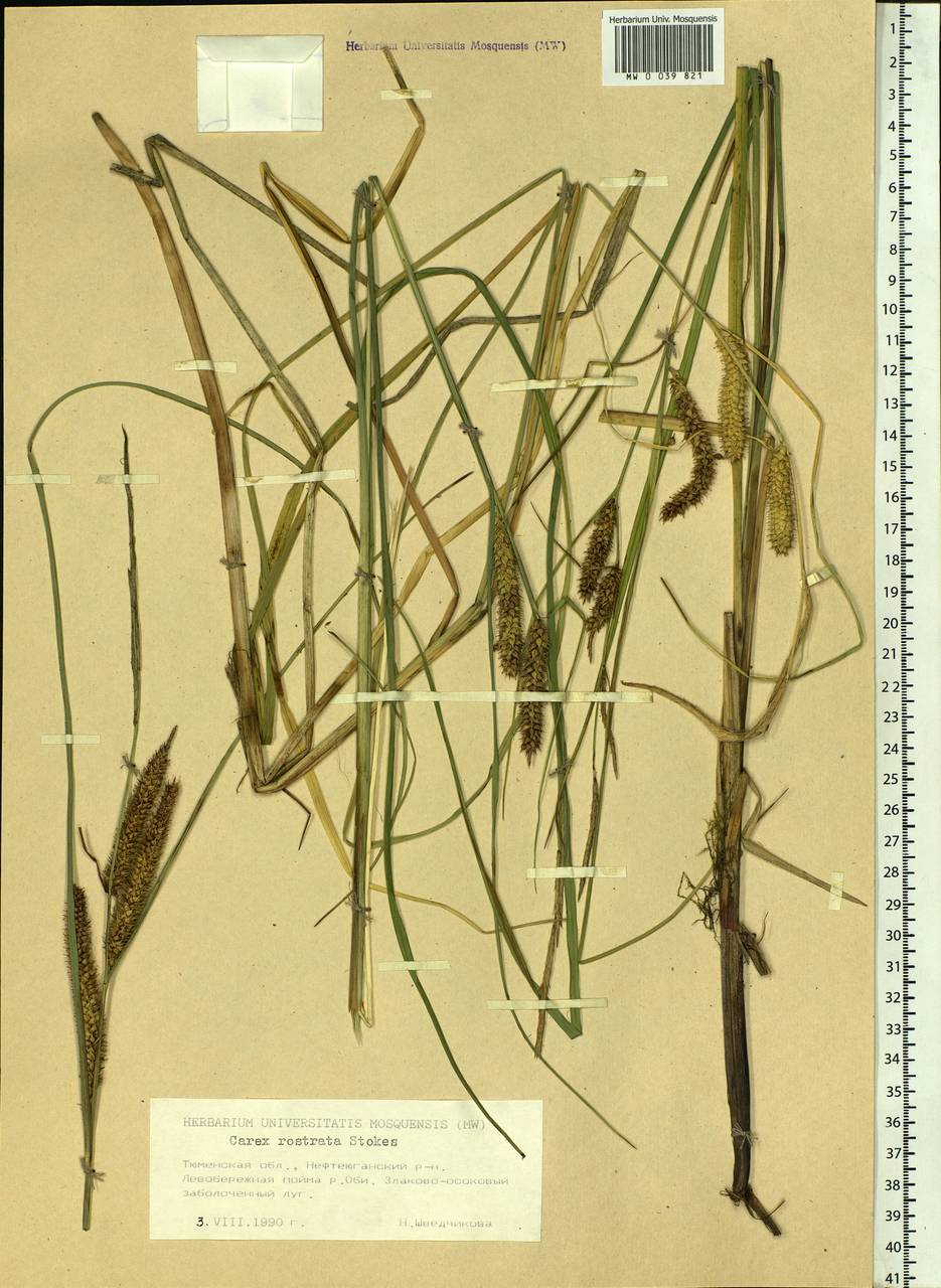 Carex rostrata Stokes , nom. cons., Siberia, Western Siberia (S1) (Russia)