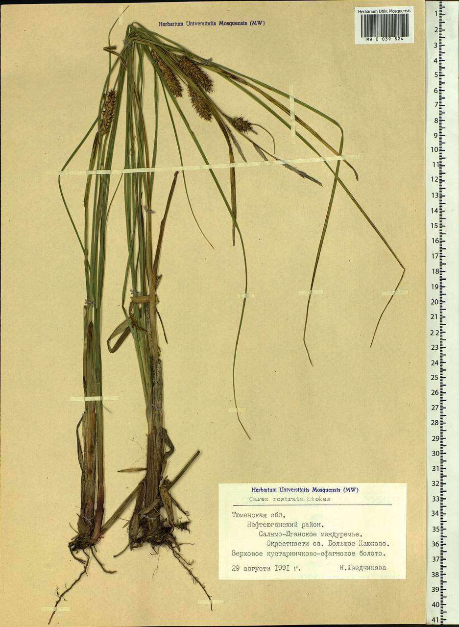 Carex rostrata Stokes , nom. cons., Siberia, Western Siberia (S1) (Russia)