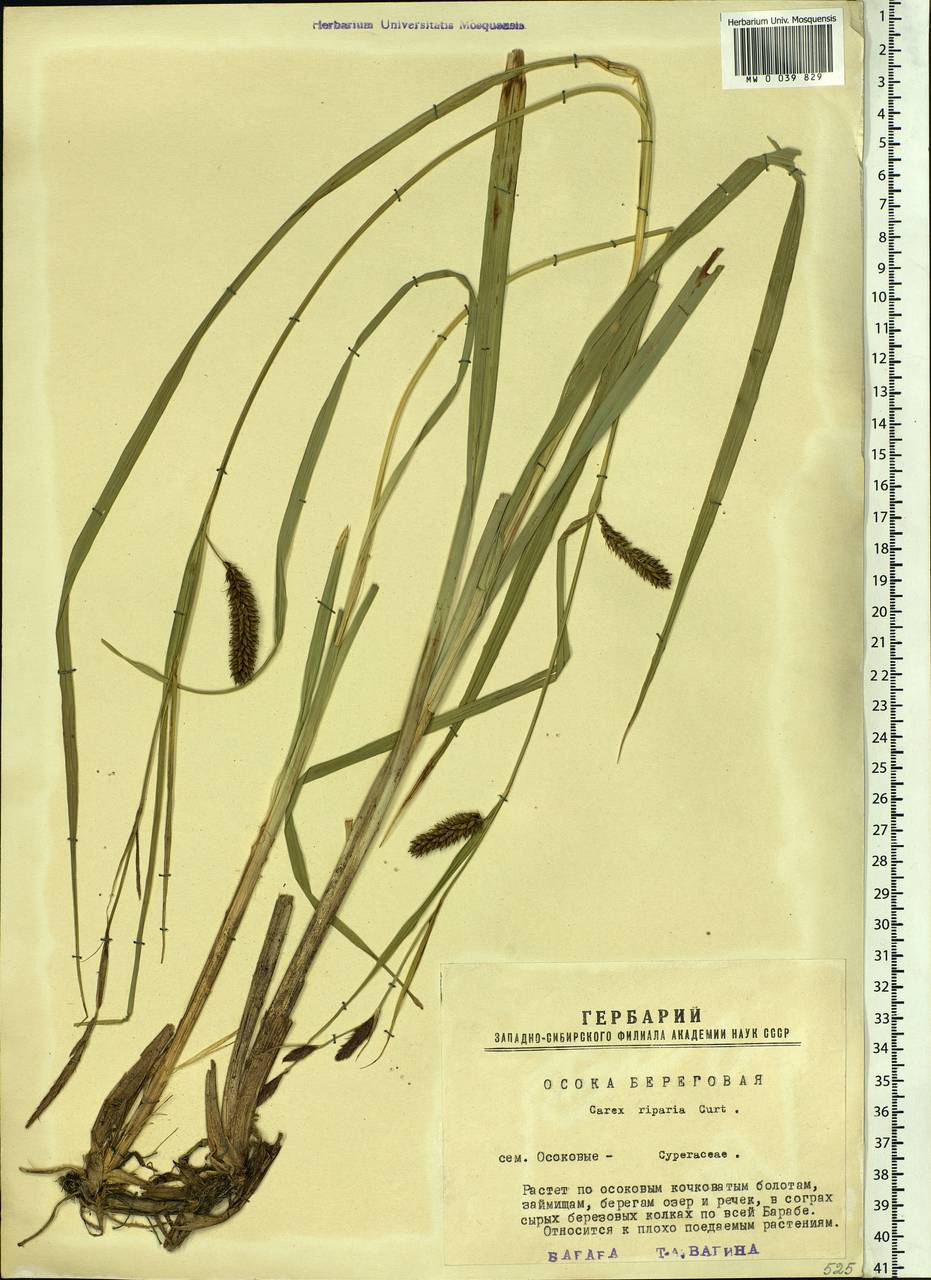 Carex riparia Curtis, Siberia, Western Siberia (S1) (Russia)