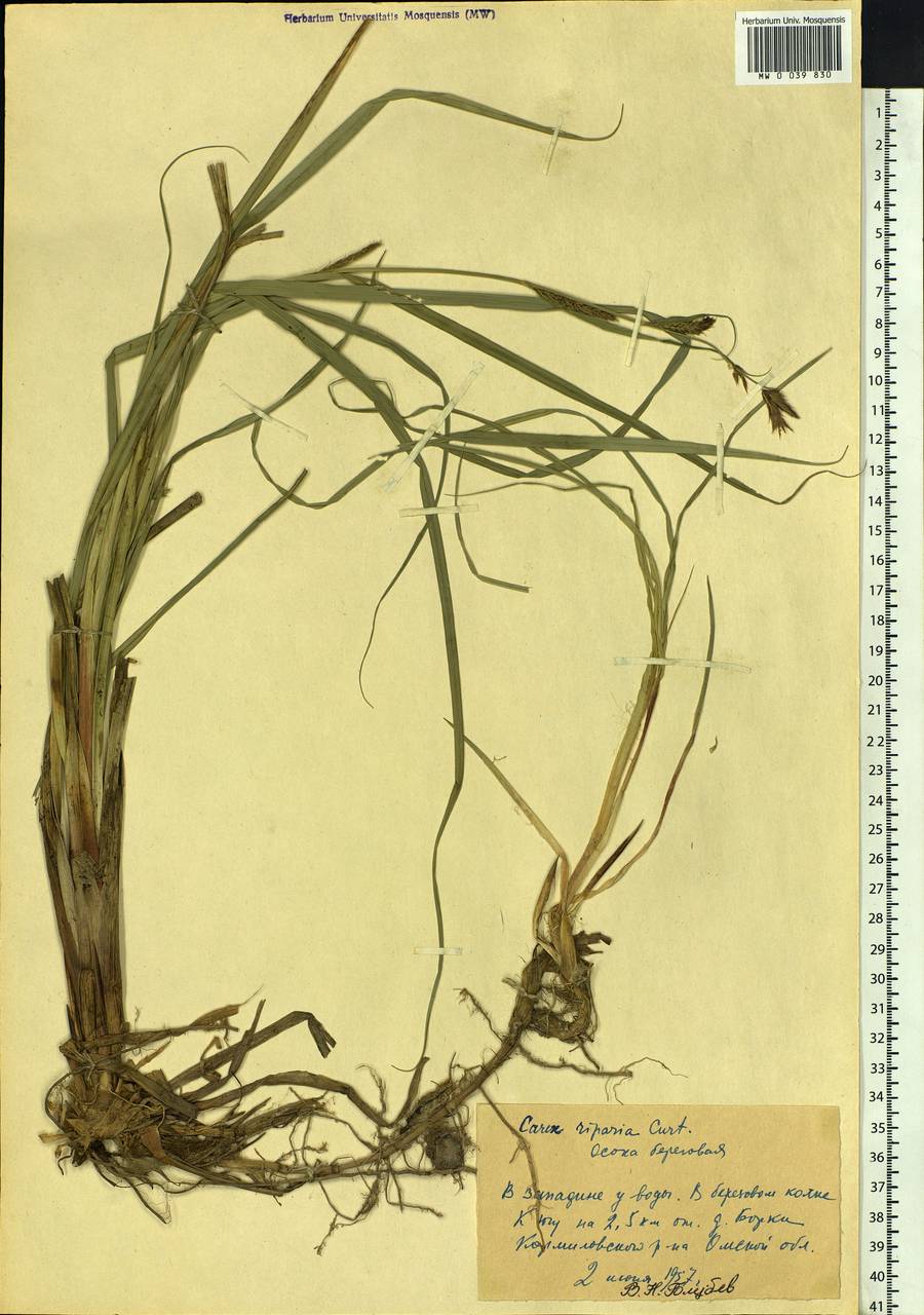 Carex riparia Curtis, Siberia, Western Siberia (S1) (Russia)