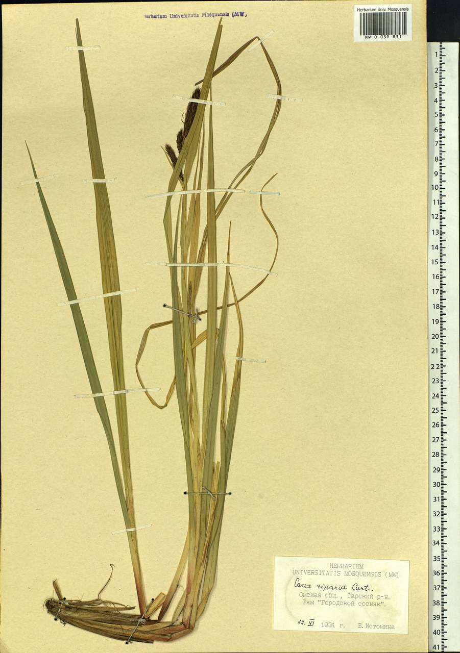 Carex riparia Curtis, Siberia, Western Siberia (S1) (Russia)