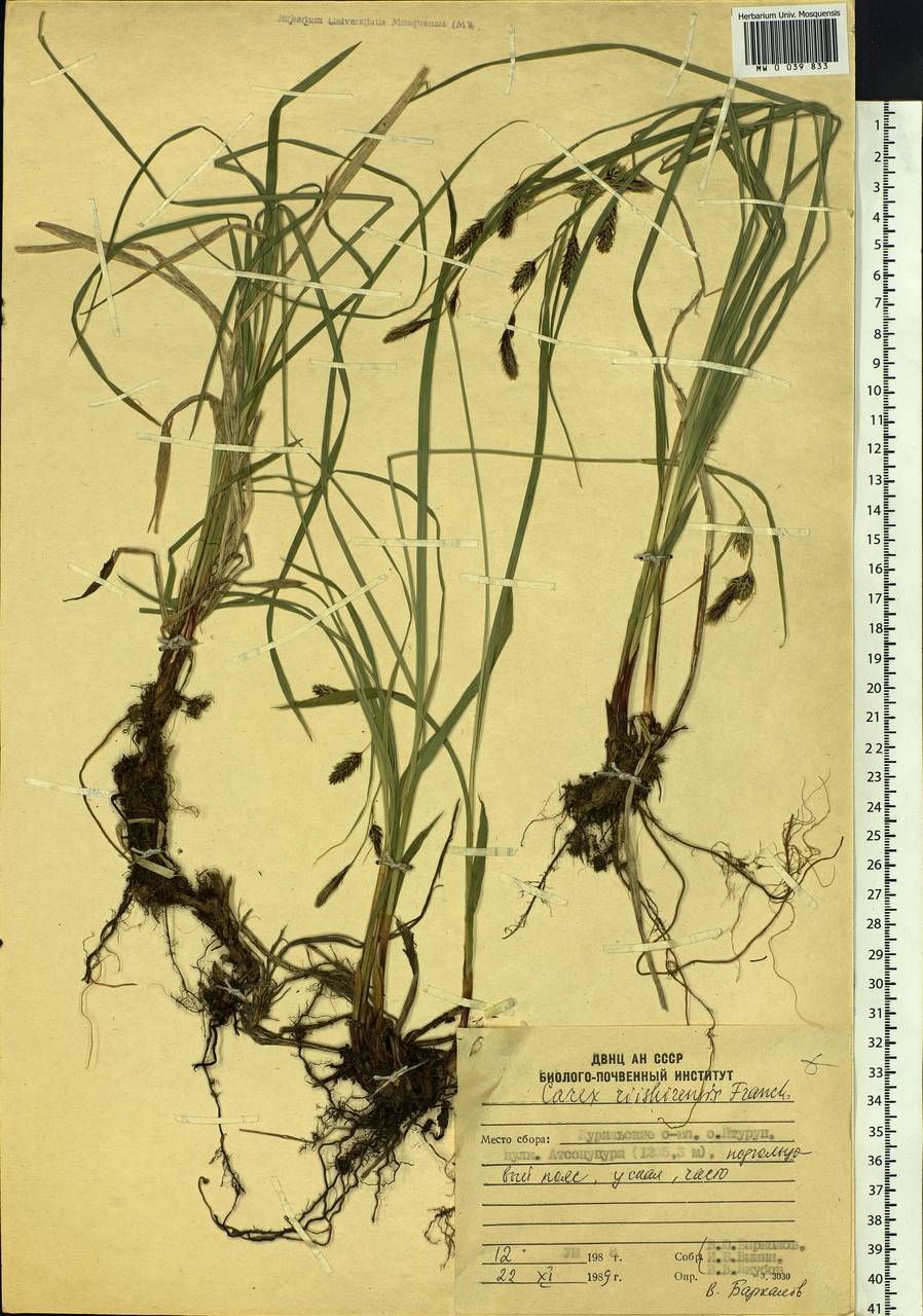 Carex scita var. riishirensis (Franch.) Kük., Siberia, Russian Far East (S6) (Russia)