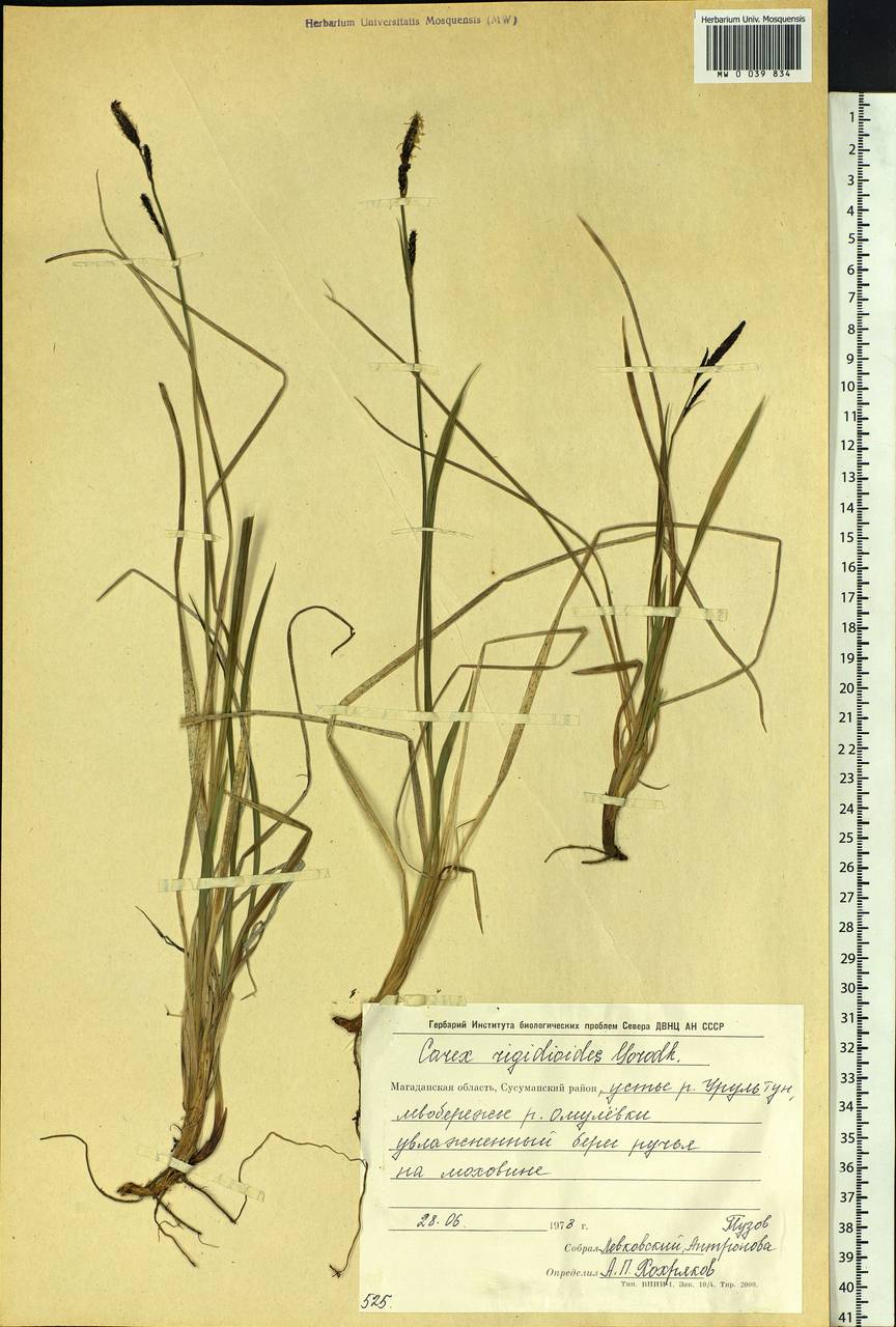 Carex rigidioides (Gorodkov) V.I.Krecz., Siberia, Chukotka & Kamchatka (S7) (Russia)