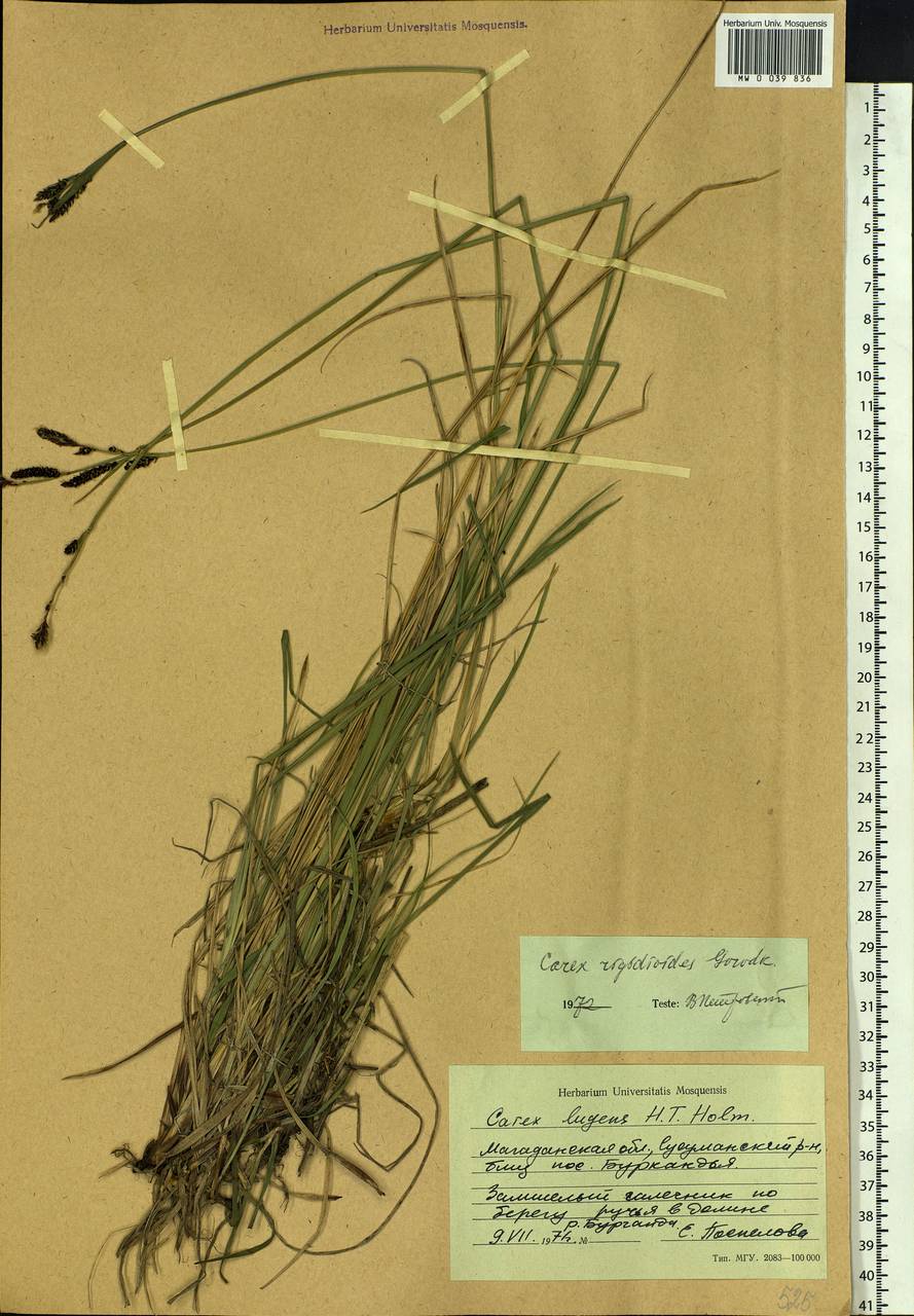 Carex rigidioides (Gorodkov) V.I.Krecz., Siberia, Chukotka & Kamchatka (S7) (Russia)