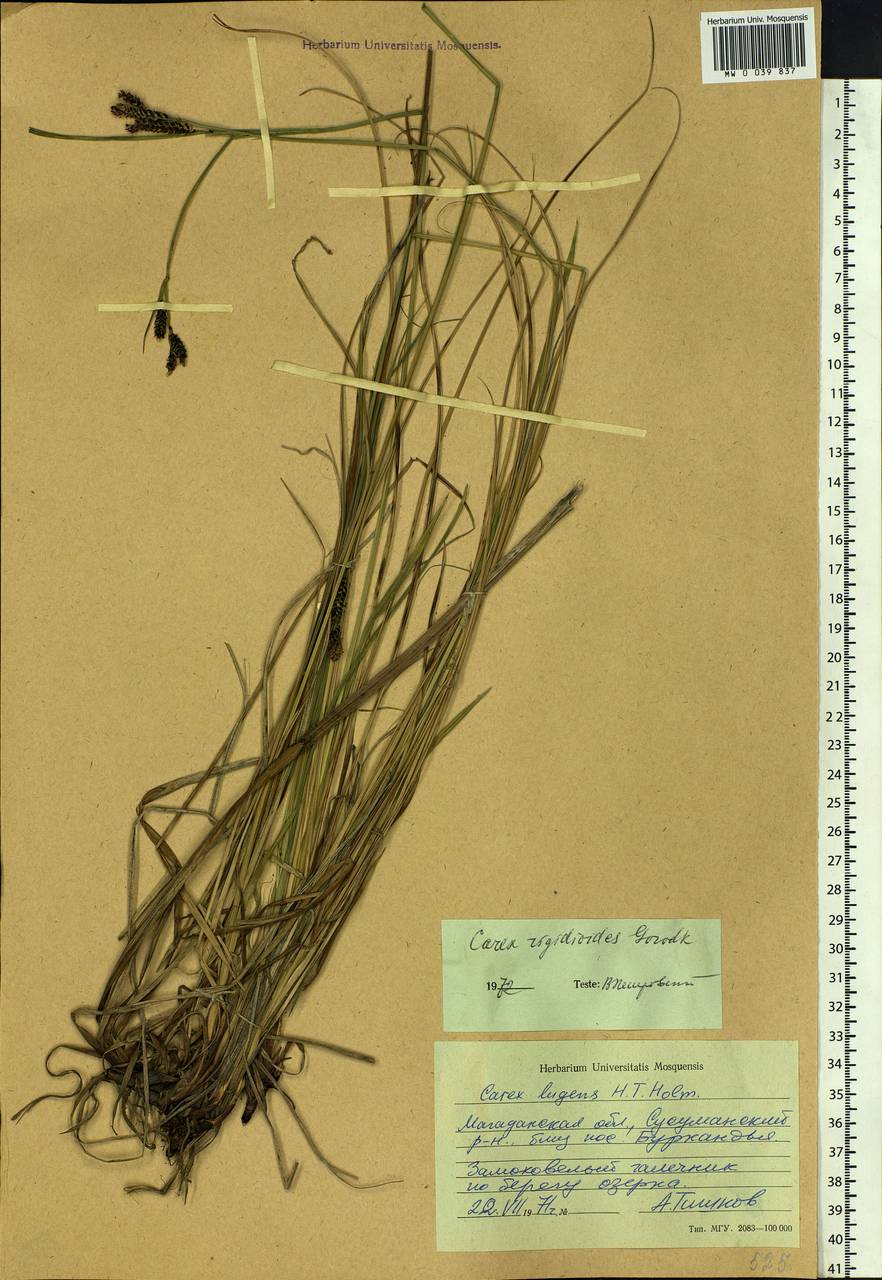 Carex rigidioides (Gorodkov) V.I.Krecz., Siberia, Chukotka & Kamchatka (S7) (Russia)