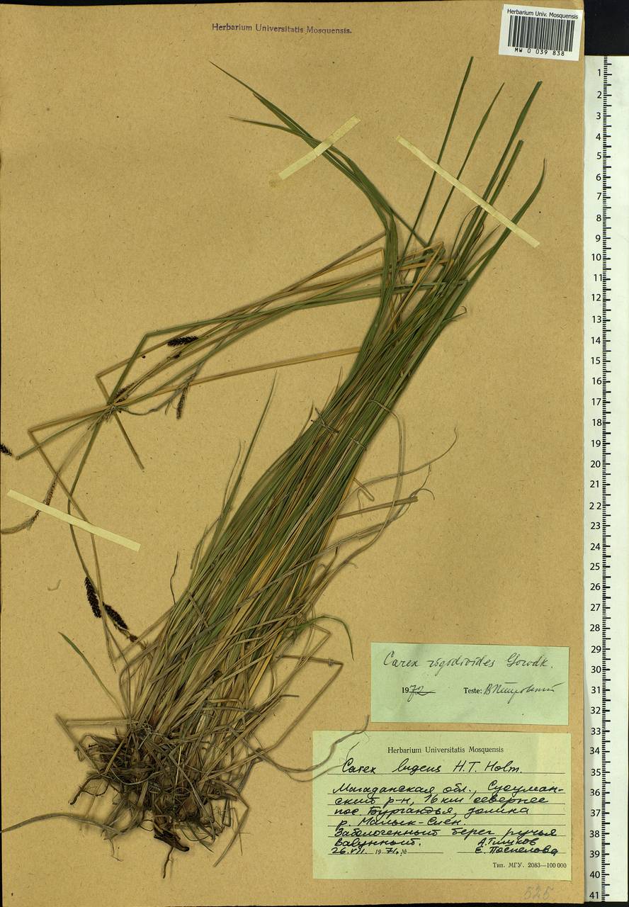 Carex rigidioides (Gorodkov) V.I.Krecz., Siberia, Chukotka & Kamchatka (S7) (Russia)