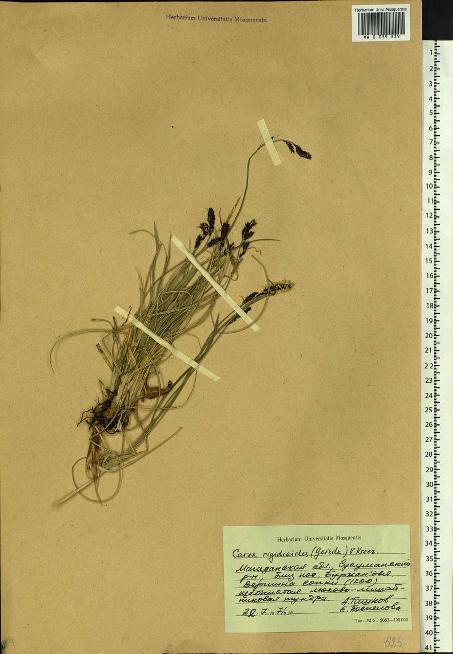 Carex rigidioides (Gorodkov) V.I.Krecz., Siberia, Chukotka & Kamchatka (S7) (Russia)