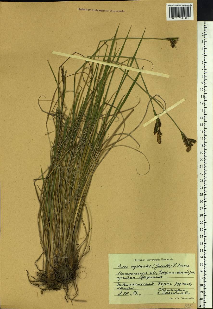 Carex rigidioides (Gorodkov) V.I.Krecz., Siberia, Chukotka & Kamchatka (S7) (Russia)