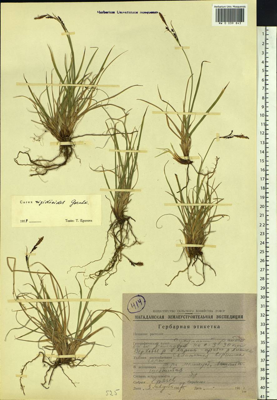 Carex rigidioides (Gorodkov) V.I.Krecz., Siberia, Chukotka & Kamchatka (S7) (Russia)