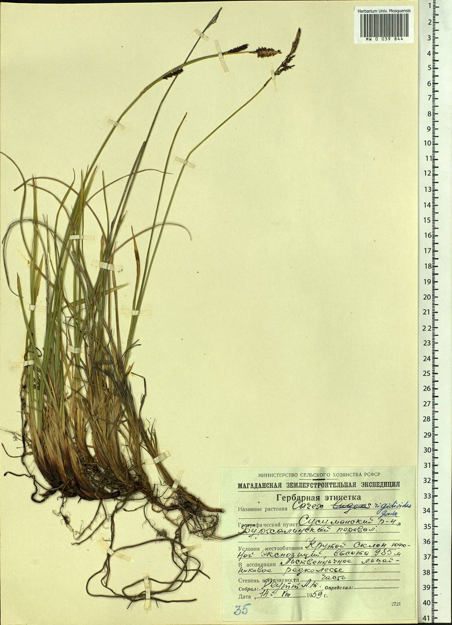 Carex rigidioides (Gorodkov) V.I.Krecz., Siberia, Chukotka & Kamchatka (S7) (Russia)