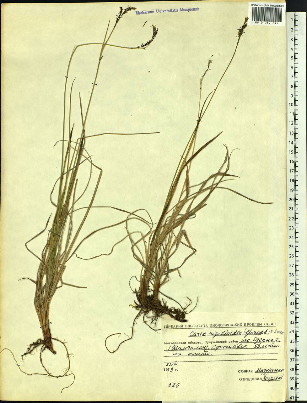 Carex rigidioides (Gorodkov) V.I.Krecz., Siberia, Chukotka & Kamchatka (S7) (Russia)