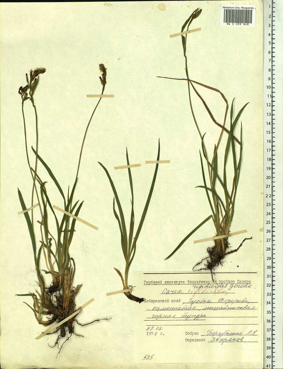Carex rigidioides (Gorodkov) V.I.Krecz., Siberia, Russian Far East (S6) (Russia)