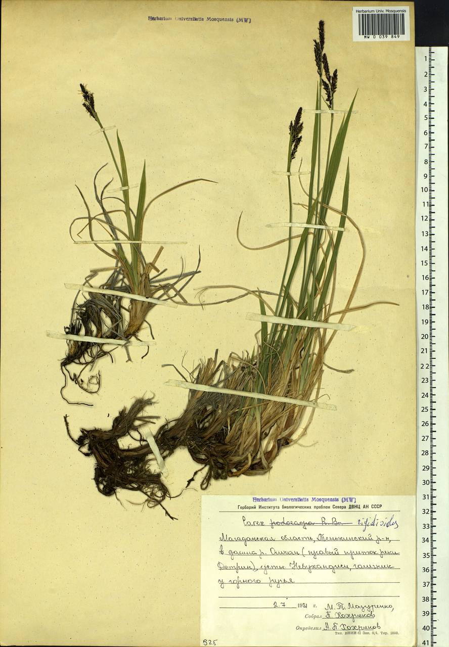 Carex rigidioides (Gorodkov) V.I.Krecz., Siberia, Chukotka & Kamchatka (S7) (Russia)