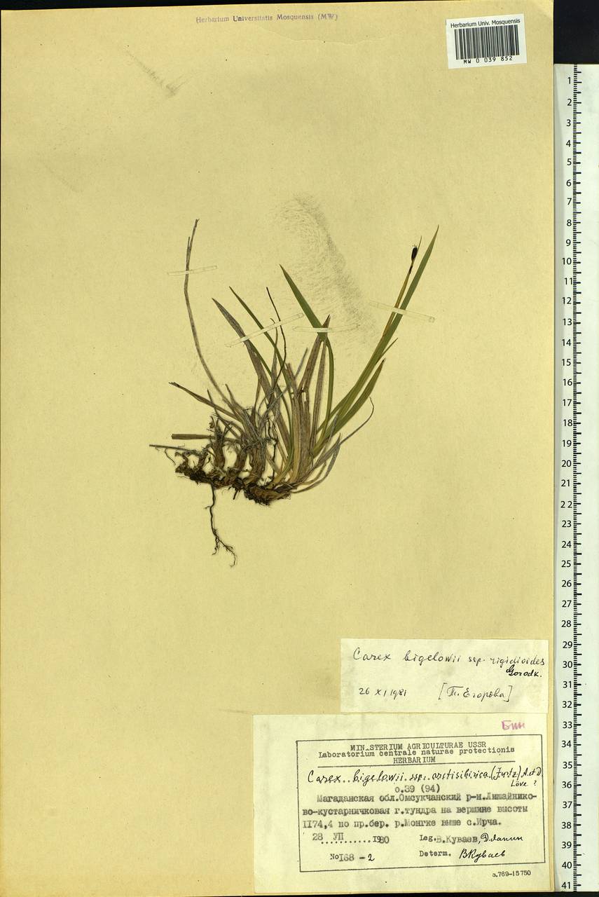 Carex rigidioides (Gorodkov) V.I.Krecz., Siberia, Chukotka & Kamchatka (S7) (Russia)