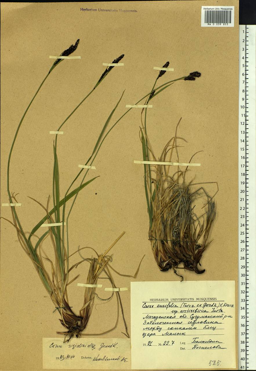 Carex rigidioides (Gorodkov) V.I.Krecz., Siberia, Chukotka & Kamchatka (S7) (Russia)