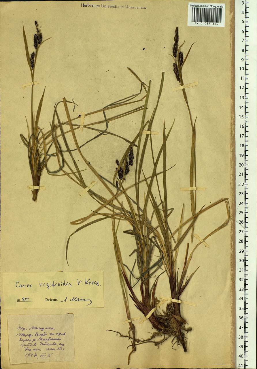 Carex rigidioides (Gorodkov) V.I.Krecz., Siberia, Chukotka & Kamchatka (S7) (Russia)