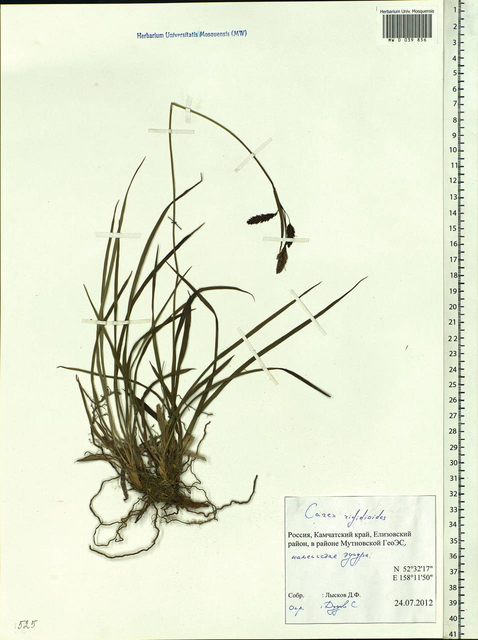 Carex rigidioides (Gorodkov) V.I.Krecz., Siberia, Chukotka & Kamchatka (S7) (Russia)