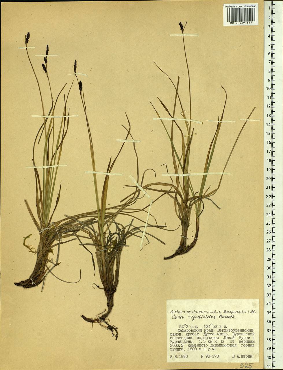 Carex rigidioides (Gorodkov) V.I.Krecz., Siberia, Russian Far East (S6) (Russia)