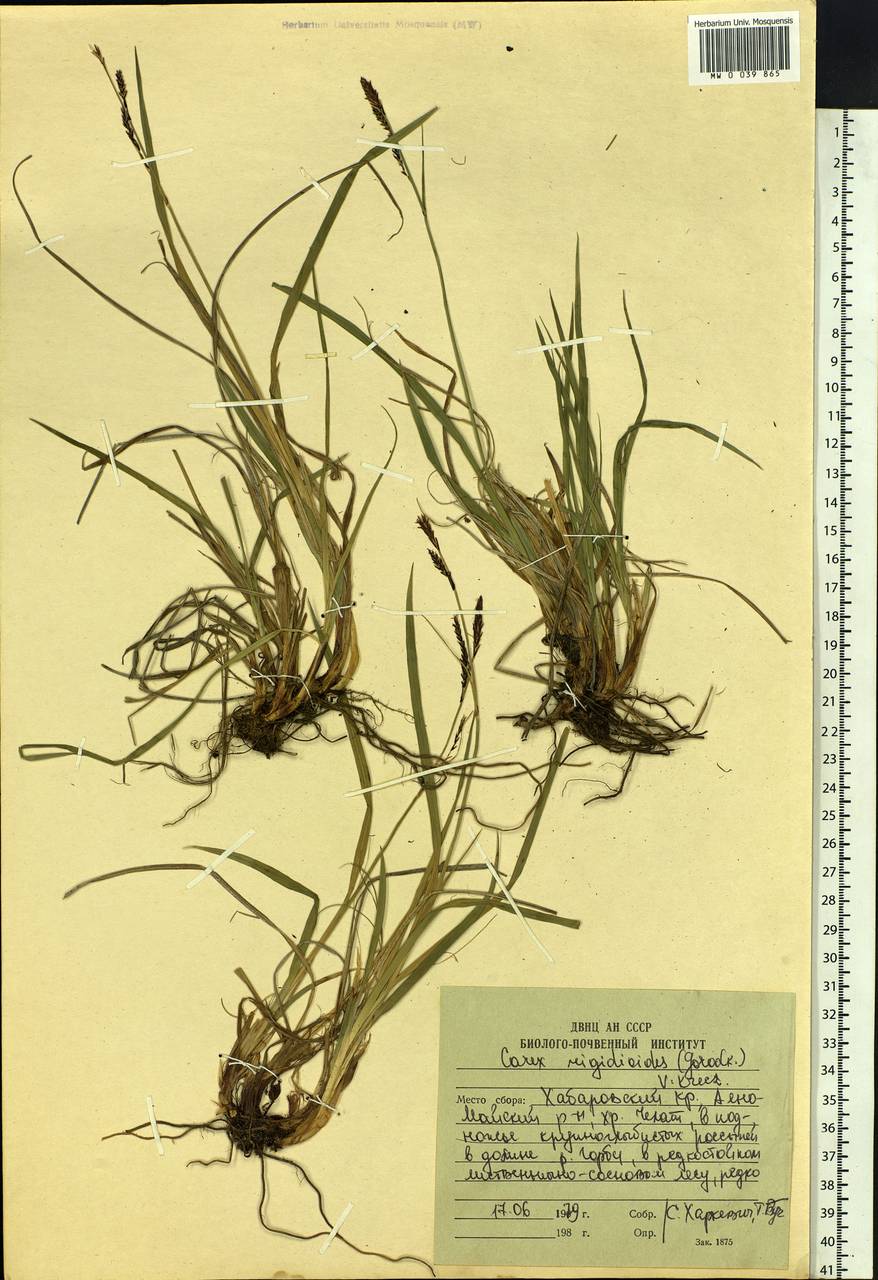 Carex rigidioides (Gorodkov) V.I.Krecz., Siberia, Russian Far East (S6) (Russia)