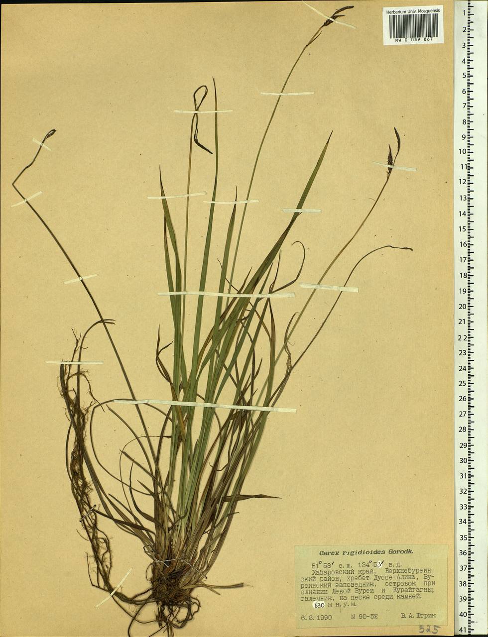 Carex rigidioides (Gorodkov) V.I.Krecz., Siberia, Russian Far East (S6) (Russia)