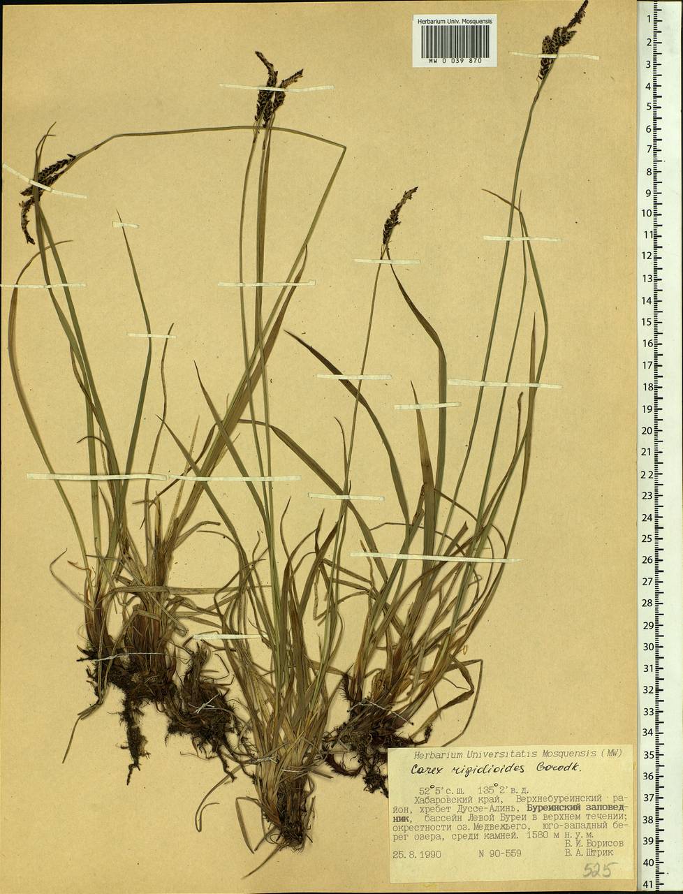 Carex rigidioides (Gorodkov) V.I.Krecz., Siberia, Russian Far East (S6) (Russia)